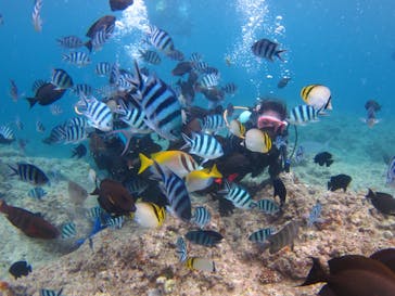 沖縄ダイビングショップシーモールに投稿された画像（2020/7/22）