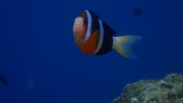 ダイビングショップ Sea Free（シーフリー）に投稿された画像（2020/7/22）