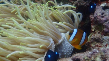 ダイビングショップ Sea Free（シーフリー）に投稿された画像（2020/7/22）