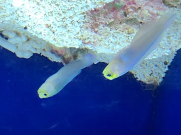 サンシャイン水族館に投稿された画像（2020/7/22）