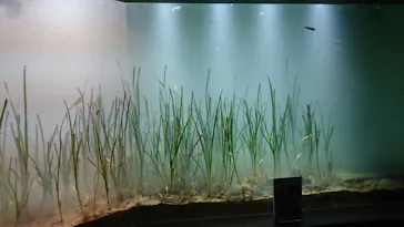 仙台うみの杜水族館に投稿された画像（2020/7/22）