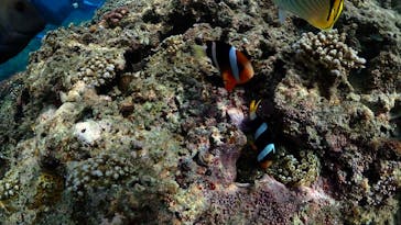 ダイビングショップ Sea Free（シーフリー）に投稿された画像（2020/7/22）