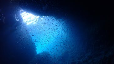 ダイビングショップ Sea Free（シーフリー）に投稿された画像（2020/7/22）