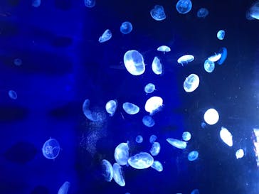 サンシャイン水族館に投稿された画像（2020/7/22）