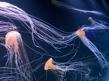 サンシャイン水族館に投稿された画像（2020/7/22）