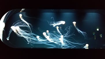 サンシャイン水族館に投稿された画像（2020/7/22）