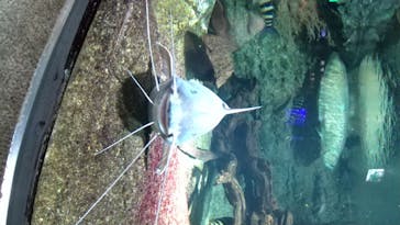 サンシャイン水族館に投稿された画像（2020/7/22）