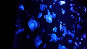 すみだ水族館に投稿された画像（2020/7/22）