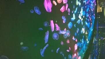 すみだ水族館に投稿された画像（2020/7/22）