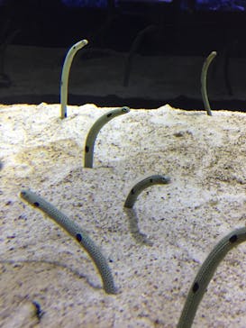 すみだ水族館に投稿された画像（2020/7/22）