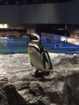 すみだ水族館に投稿された画像（2020/7/22）