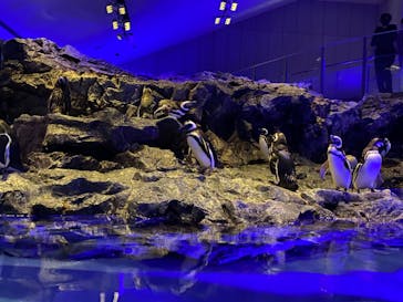 すみだ水族館に投稿された画像（2020/7/22）