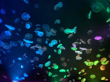 すみだ水族館に投稿された画像（2020/7/22）