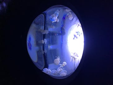 サンシャイン水族館に投稿された画像（2020/7/22）