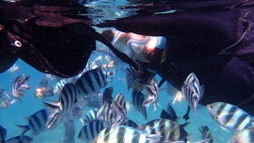 ダイビングショップ Sea Free（シーフリー）に投稿された画像（2020/7/23）