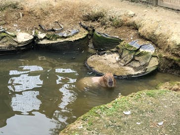 しろとり動物園に投稿された画像（2020/7/23）