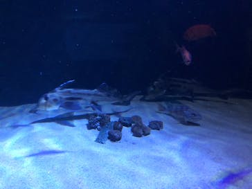 サンシャイン水族館に投稿された画像（2020/7/23）