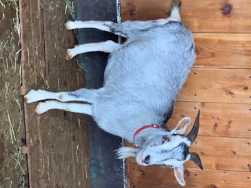 那須サファリパークに投稿された画像（2020/7/23）