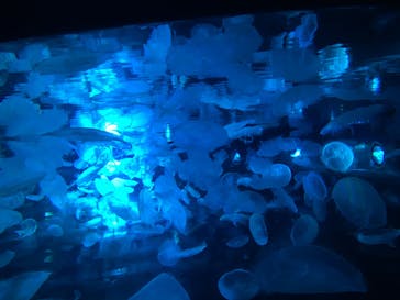すみだ水族館に投稿された画像（2020/7/23）