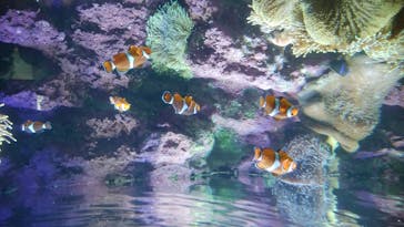 サンシャイン水族館に投稿された画像（2020/7/23）