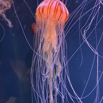 京都水族館に投稿された画像（2020/7/23）