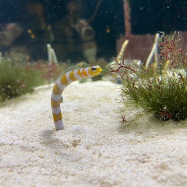 京都水族館に投稿された画像（2020/7/23）
