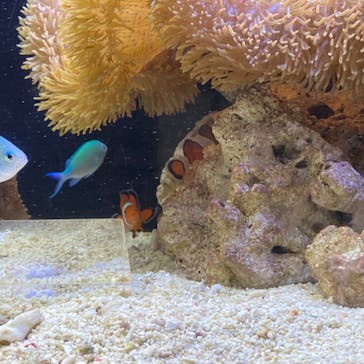 京都水族館に投稿された画像（2020/7/23）