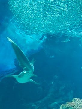 マリンワールド海の中道に投稿された画像（2020/7/23）