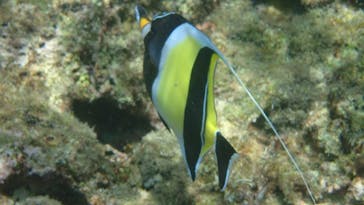 ダイビングショップ Sea Free（シーフリー）に投稿された画像（2020/7/23）