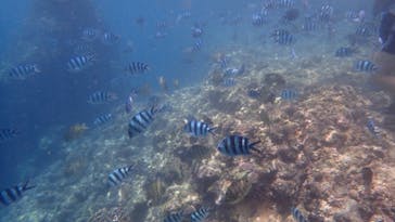 ダイビングショップ Sea Free（シーフリー）に投稿された画像（2020/7/23）