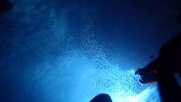 ダイビングショップ Sea Free（シーフリー）に投稿された画像（2020/7/23）