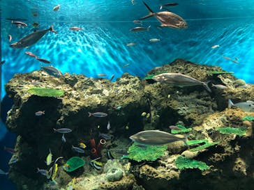 アクアワールド茨城県大洗水族館に投稿された画像（2020/7/23）