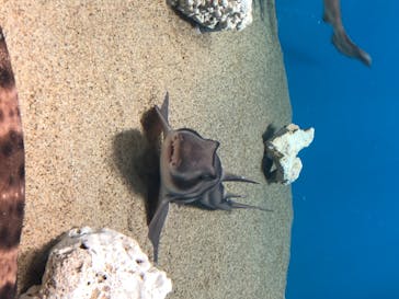 アクアワールド茨城県大洗水族館に投稿された画像（2020/7/23）
