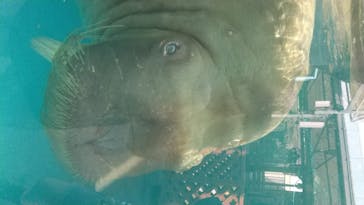 鳥羽水族館に投稿された画像（2020/7/23）