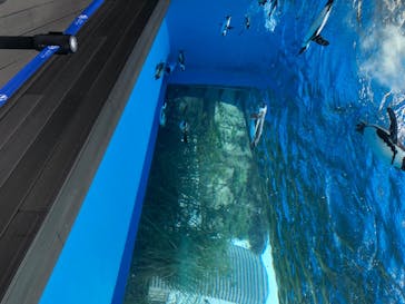 サンシャイン水族館に投稿された画像（2020/7/23）