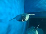 アクアワールド茨城県大洗水族館に投稿された画像（2020/7/23）