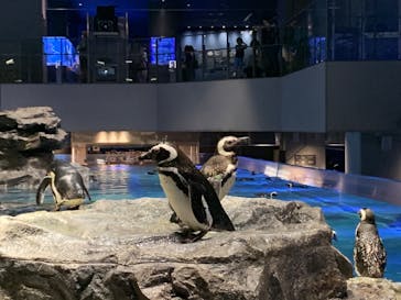 すみだ水族館に投稿された画像（2020/7/23）