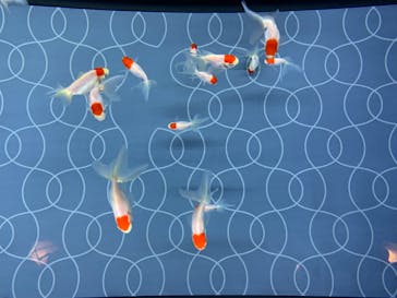 すみだ水族館に投稿された画像（2020/7/23）