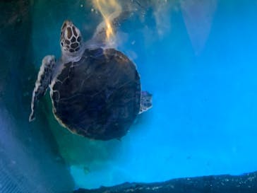 すみだ水族館に投稿された画像（2020/7/23）