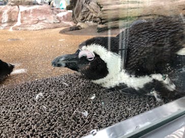 京都水族館に投稿された画像（2020/7/23）