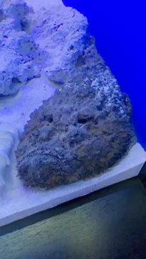 仙台うみの杜水族館に投稿された画像（2020/7/23）