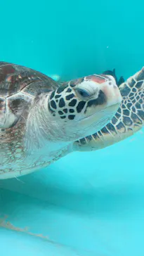 仙台うみの杜水族館に投稿された画像（2020/7/23）