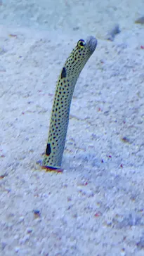 仙台うみの杜水族館に投稿された画像（2020/7/23）