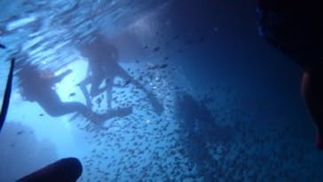 ダイビングショップ Sea Free（シーフリー）に投稿された画像（2020/7/23）