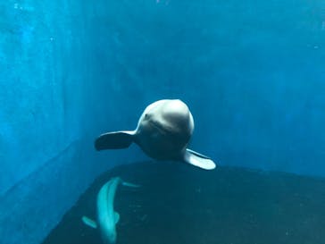 鳥羽水族館に投稿された画像（2020/7/23）