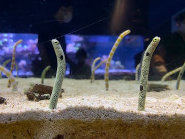 すみだ水族館に投稿された画像（2020/7/23）