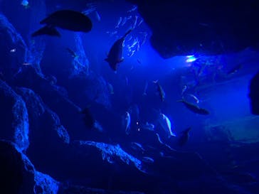 すみだ水族館に投稿された画像（2020/7/23）