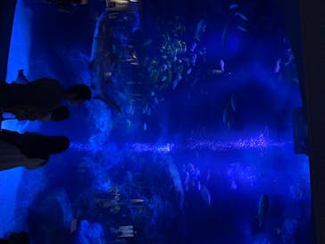すみだ水族館に投稿された画像（2020/7/23）