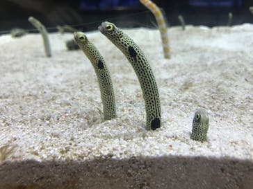 すみだ水族館に投稿された画像（2020/7/23）