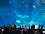 アクアワールド茨城県大洗水族館に投稿された画像（2020/7/23）